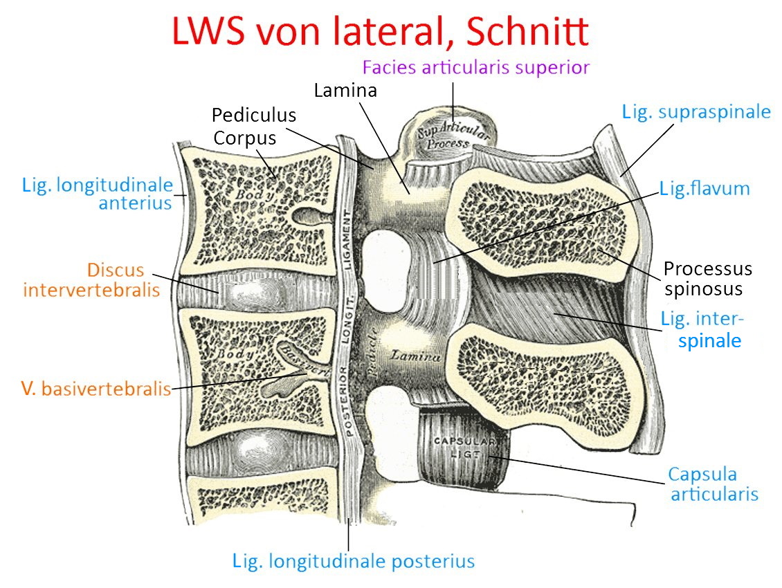 kraniale HWS von dorsal, superfiziell