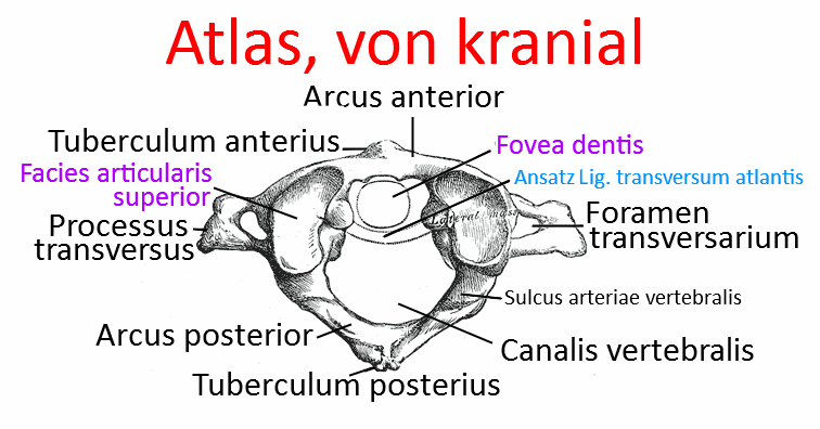 kraniale HWS von dorsal, superfiziell