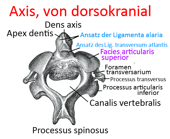 kraniale HWS von dorsal, superfiziell