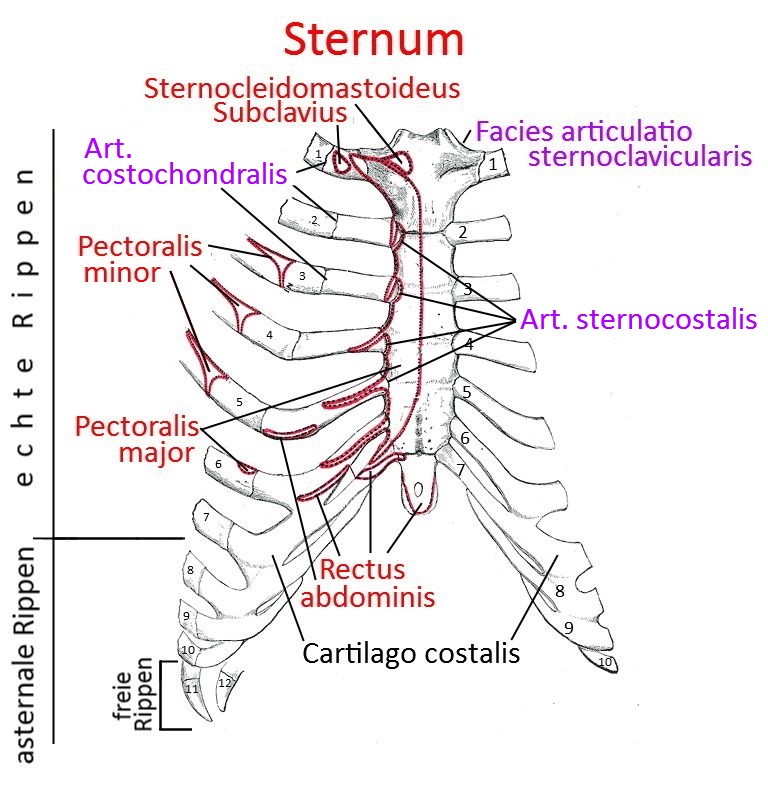 Sternum