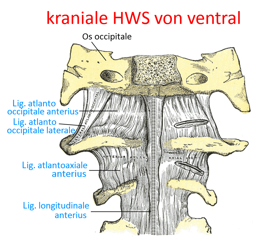 kraniale HWS von ventral