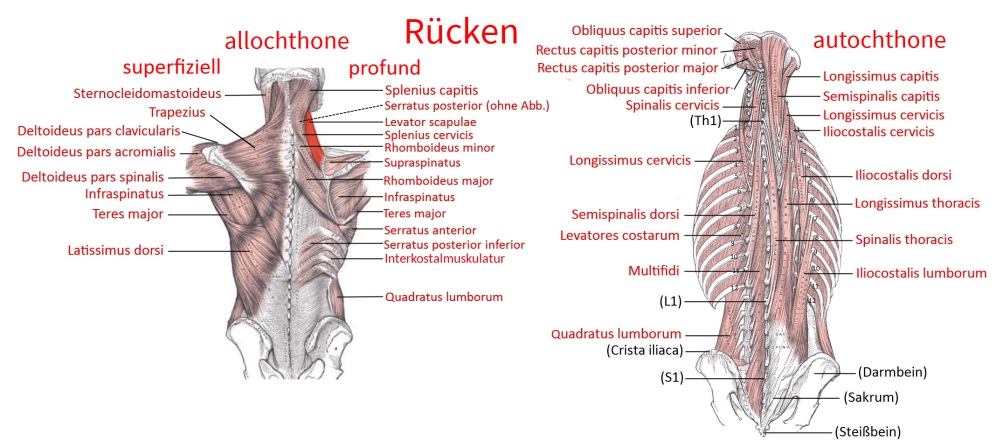 Muskeln