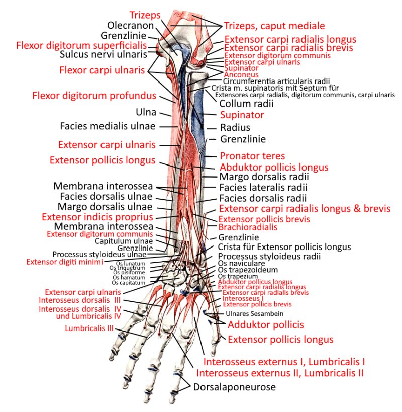 Dieses Bild hat ein leeres Alt-Attribut. Der Dateiname ist unterarm_hand_dorsal.png